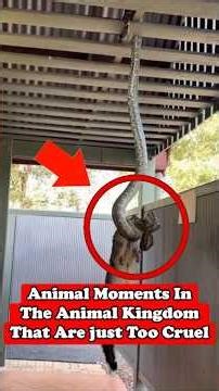 5 Animal Moments In The Animal Kingdom That Are Just Too Cruel #wildlife #animals #shorts
