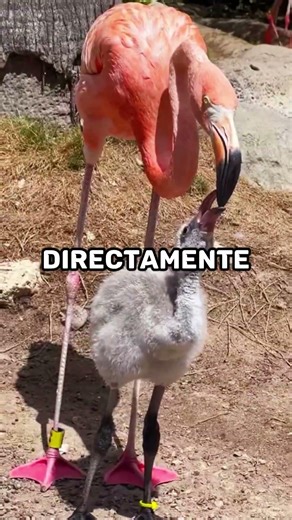 Flamingos are not born pink 🦩