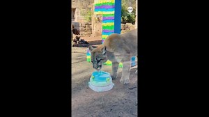 Rescued puma cubs celebrate first birthday