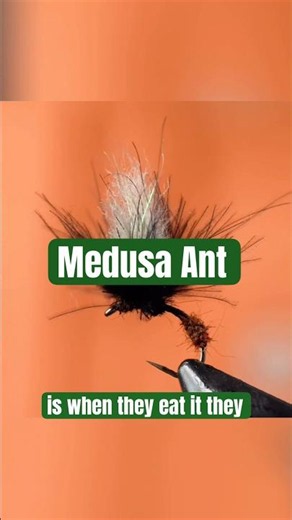 Meet the Medusa Ant 🐜 #flyfishfood