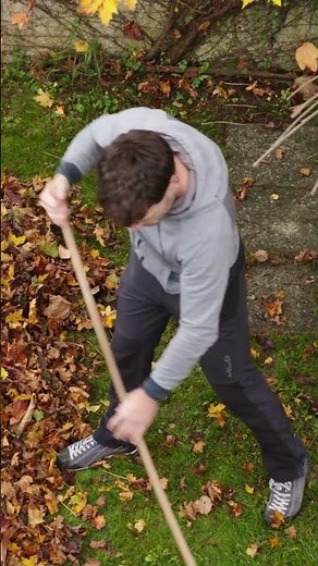 Understanding Tree Leaf Shedding in Winter: A Water and Energy Conservation Mechanism | SGK English