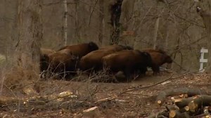 144K views · 1.1K reactions | RAW VIDEO: A herd of buffalo is roaming...