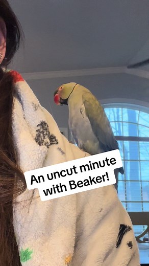 An uncut minute of Beaker being talkative! Ft. The dinosaur on mom’s robe ☺️ 🦕 #birdsoftiktok #parrotsoftiktok #talkingbird #talkingparrot #cuteanimals #funnyanimals #parrot #irn #dinosaur #dino #momlife