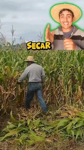 "The traditional method of harvesting corn… See how it's done!"