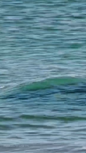 642K views · 3.5K reactions | Orca Killer Whale Hunt Seals 玲 . . #orcawhale #killerwhale #orca #sealions #oceanlife #marinelife #FishLifeWorldTV | FishLife world TV | Facebook