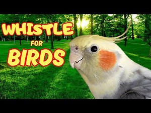 COCKATIEL SINGING beautiful WHISTLED SONGS | Beautiful birds sounds with nature images 4k