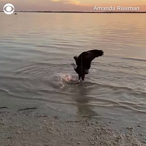 EAGLE VS. FISHERMAN: A Florida fisherman caught a small shark near the Dunedin Causeway when a bald eagle came swooping in to claim it. | CBS News