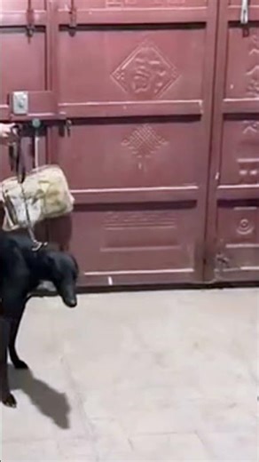 Build a limited partner,thedog's hopes! 3