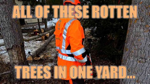 How a Professional Handles Cutting a Rotten Aspen with Chainsaw