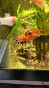 Female bettas & black ruby barbs aggressively feeding on some sinking pellets. They make a nice active tank with minimal amounts of fighting. | Koi Etc. | Facebook