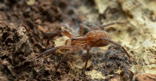 Austrália registra 48 novas espécies de aranhas