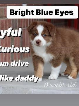 red tri australian shepherd