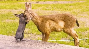 De película: Bambi y Tambor de la vida real juegan juntos en un patio