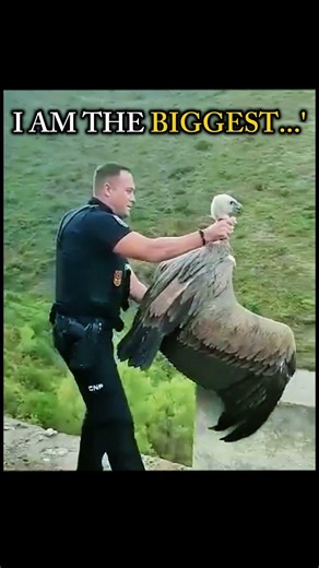 The biggest flying bird ever is terrible #reels #animalreels