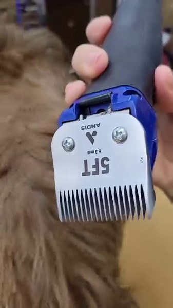 22K views · 436 reactions | So many coat types, so many grooming possibilities! Watch #ANDISGROOMNATION Ambassador @kaleidokitty tackle every job with the Excel 5-Speed Clipper and #ceramicEDGE Fine Tooth Blades. #ANDISGROOMNATION #DogGrooming #DoodleGrooms #Excel5Speed #GroomingInspo #GroomingTools #FineToothBlades | Andis Grooming | Facebook