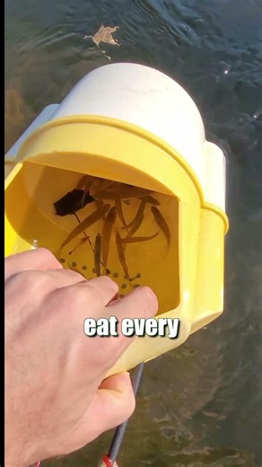 River Fishing Tips: How To Catch Flathead, Blue & Channel Catfish: FATKAT Best Catfishing Rigs!