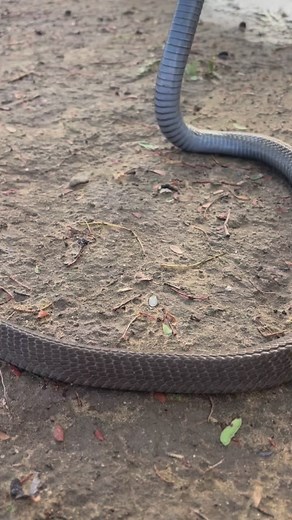 248K views · 3.6K reactions | cobra snake rescue release #shyamgovindsar #snakes #rescue #virel #reelsviral #reelsvideo #reels #reels2023 #reelsfb | Shyam govindsar | Facebook