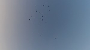 Free stock video - Crows in flight