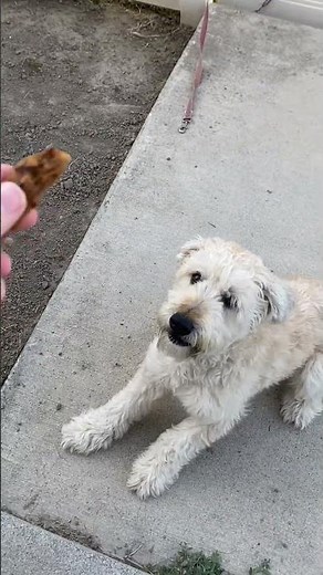 Meet Bear! 🐕 A 3.5 y/o Soft Coated Wheaten Terrier in Utah who is looking for his new home! 🐾