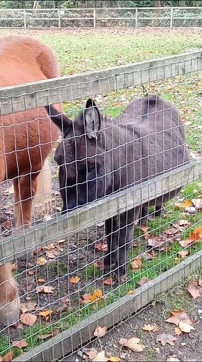 Horse And Donkey, Part 1