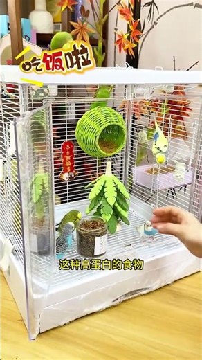 Why is my house always so clean when I keep parrots? Because this feeder prevents 90%