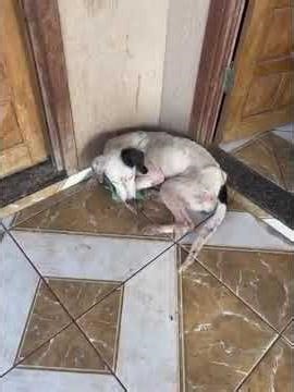 Skeletal Puppy Found Barely Alive, Now Fighting Often Fatal Disease... [STORY BELOW]