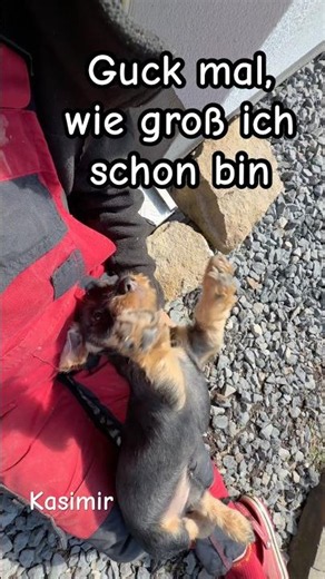 How tall are you? 😅🐾🐾