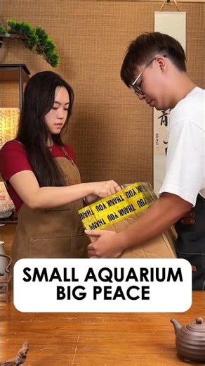Small Aquarium, Big Peace | Beautiful Home Aquarium Ideas for Relaxation & Stress Relief