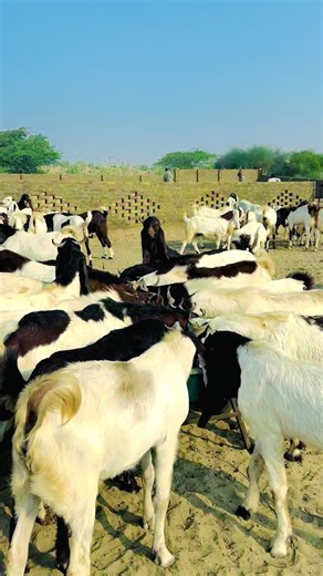 Beautiful Goats: Nature's Charm and Grace