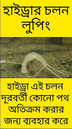 Hydra movement ||Looping ||HSC Biology ||#shorts