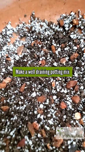 HOW TO GROW A BEAUTIFUL STRING OF TURTLES - From 2" to 10" long in a few months.How did I get here?⠀ ⠀ 1) Light - They are pretty fast growers if you give them sufficient light. Keep them in front of the brightest window or under a grow light. Go for indirect light, although they can handle a few hours of not too strong direct sun. Aim for at least 3,000 lux. If you can provide 5,000-10,000 they will grow faster.Light is plant food! More light=more photosynthesis=faster growth⠀ ⠀ 2)Make a well-d