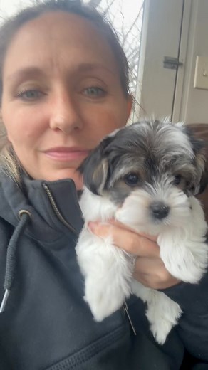 Adorable Female Morkie Puppy 🐶🥰❤️ | J&O Puppies Small Dog Breeds
