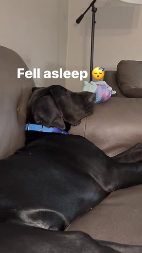 16K views · 1.6K reactions | Fell asleep in the middle of playtime #naptime #puppynap #greatdanepuppy #trendingreels | Larry_the_great_dane | Facebook