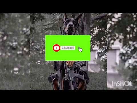 3 Idiots 2009 (Tagalog Dubbed)