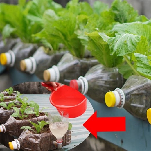 181K views · 1.9K reactions | How to grow healthy vegetables at home to add at your diet | Balcony Garden Ideas | Facebook
