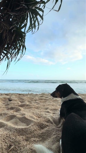 This Adorable Black Dog Is Living His Best Beach Life 🐶🌊