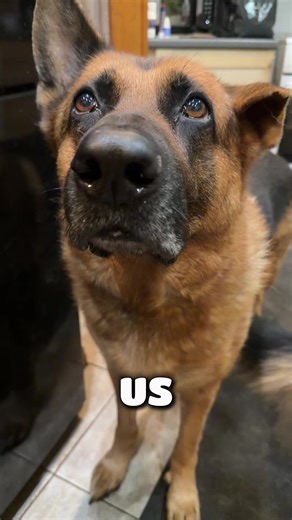 Adorable German Shepherd Moments Compilation