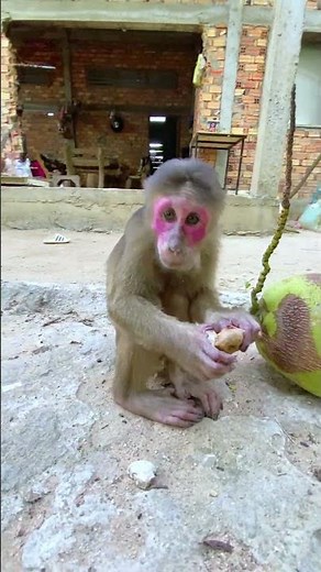 Monkey eating habits that are too cute #monkey #animals #adorable