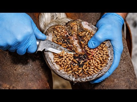 Extreme Horse Hoof Maggots Removal 😱 Deep Infection Cleaning You Won’t Believe!