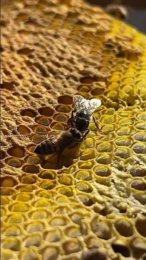 El polen de las Abejas