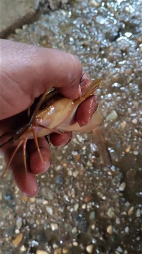 নদী থেকে ধরে নিয়ে আসা খুব সুন্দর মাছ fish #joyfulmath #internationaldayofmathematics #mathscinet