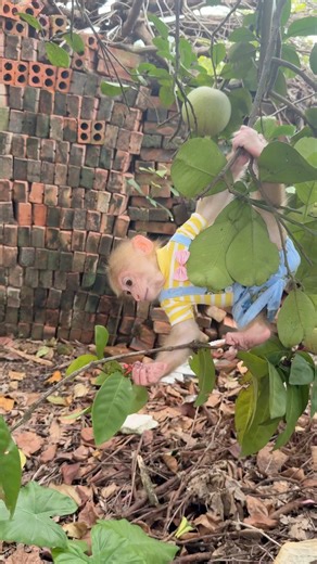 The monkey is swinging on the tree branch and picking fruit.