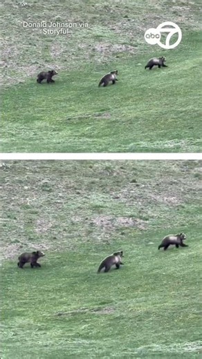 Illegal drone harasses grizzly bears at Yellowstone