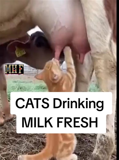 Funny Cats Drinking Fresh Milk Moments