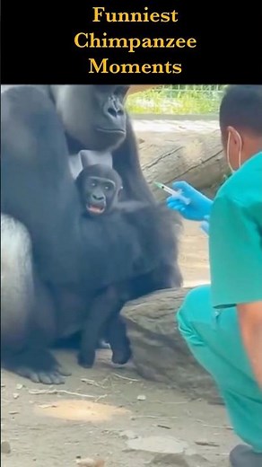 Funniest Chimp Reactions Caught on Camera