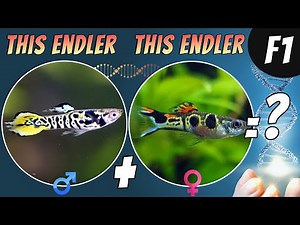 How to Make Your Own Guppy/Endler Strain: F1 Breeding Results!