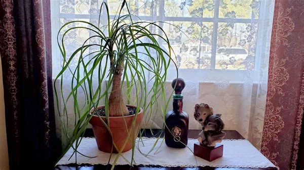 Get expert tips for Ponytail Palm care!  Master the art of pruning, and watering and troubleshoot common issues. This unusual plant has a very interesting leaf and trunk that you will love! Did you know it is actually a succculent? Find out more: https://thegardeningcook.com/ponytail-palm-care/ | The Gardening Cook | Facebook