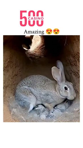 FullOnFunny on Instagram: "The post shares a real 2015 wildlife video of a mother rabbit aggressively kicking and biting a snake to protect her burrow of babies, a clip that has circulated globally with over 10 million prior views across platforms like YouTube. Viewers' reactions mix awe at the rabbit's fierce maternal instincts—supported by studies on lagomorph defense behaviors, such as rapid hind-limb strikes—with widespread doubts it's AI-generated due to its cinematic drama, reflecting broa