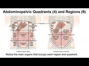 Chapter 1J Abdominopelvic Quadrants and Regions