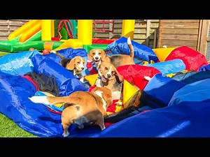 Beagle Puppies Surprised with BOUNCE HOUSE PARTY